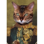 General cat party