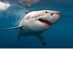 official shark group!