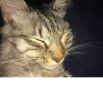 kAReNKITTY
