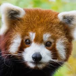 RedPandaGamingFans
