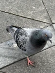 Group Thumbnail
