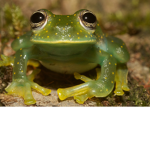 Froggo plays wild horse islands