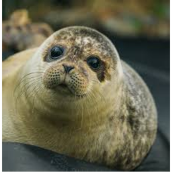 Seal | Unfinished