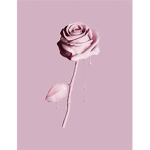 melting rose clothes