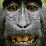 Group of Monkey's