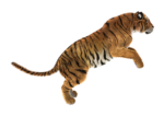 T-Rex Productions