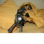 Military dogs