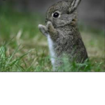 Fluffy bunny squad!!