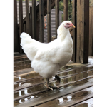 Baby step chickens :D