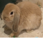 The Aesthetic Bunniez