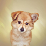 Dog galaxy