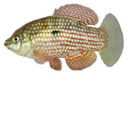 5 dollar fish fry