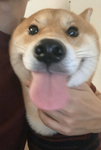 |Doges United|E