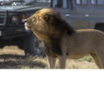 Lion Crew!