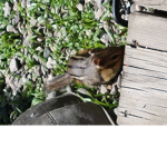 Chipmunk Fan Club