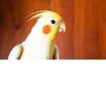 Pikachu Bird