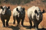 Rough Rhinoes