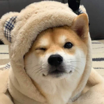 - Shibe Kingdom -