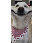 The group only for dogs