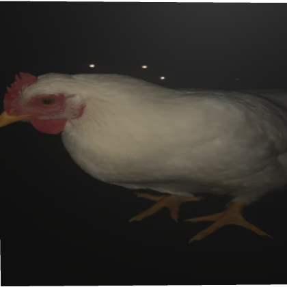 Chicken(fisidocx)