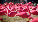 the flamingo fan club club club