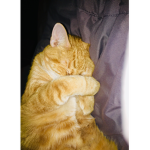 Penny's SQUAD