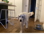 THE INDEPENDENCE OF DOGS GROUP
