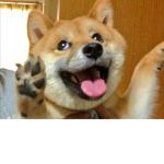 space mans doges