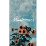 xSunflower’s