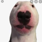 pogdoggoclan