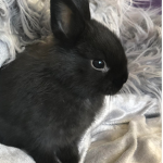 The Bunnies Mamas