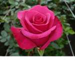 Rose's homestore!