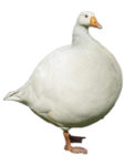 The Almighty Geese