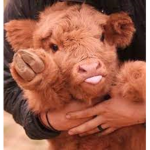 Baby cows are the best