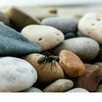 Ant_Studio