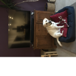 Doggy retuning