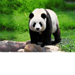 mlg_panda_nation