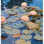 lotus flowers :)