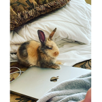 mablebunnys