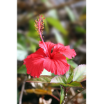 hibiscus <3
