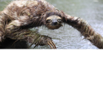 MLG Sloth Squad