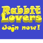 Rabbit #######
