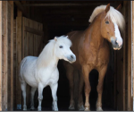 #Horse Squad!!!!!