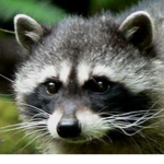 RaccoonFanClub