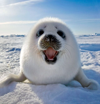 Seal shirts n’ stuff