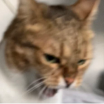 CatMALD Studios