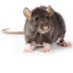 The Rats Of America