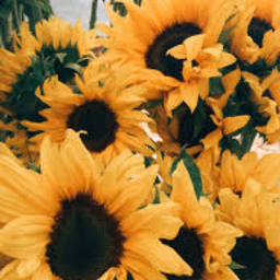 🌻