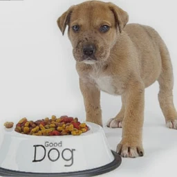 The Dog Food Factory 2008 icon