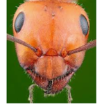 Ants United!